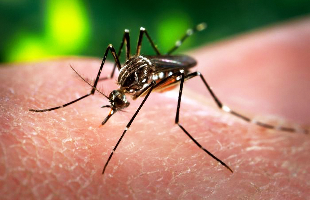 Zika, le virus en voie de mondialisation