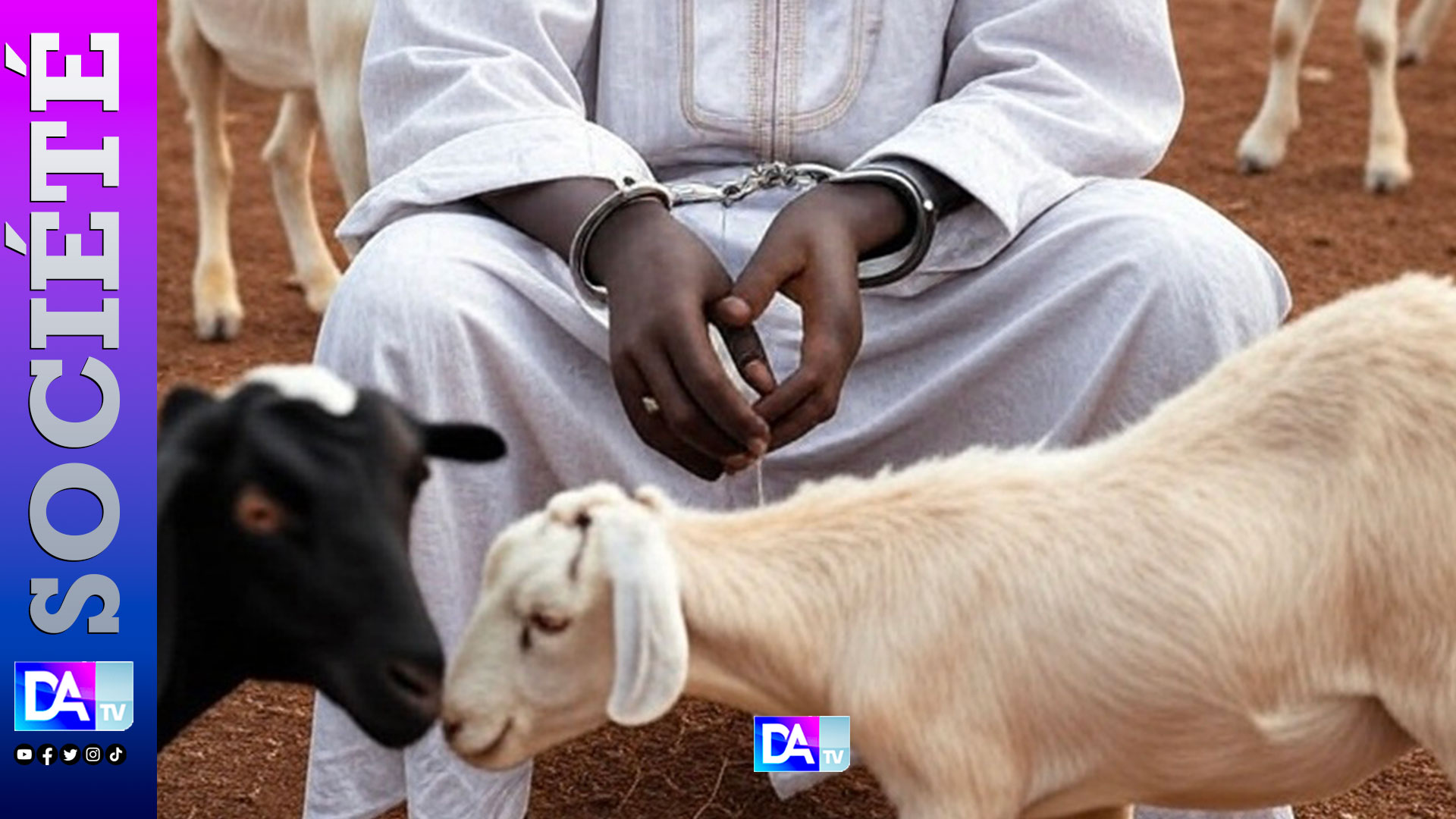 Mboro : Il vole trois chèvres pour payer l’accouchement de sa femme… et écope de deux ans de prison