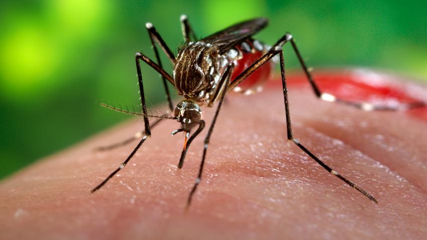 Zika est arrivé en Afrique du Sud