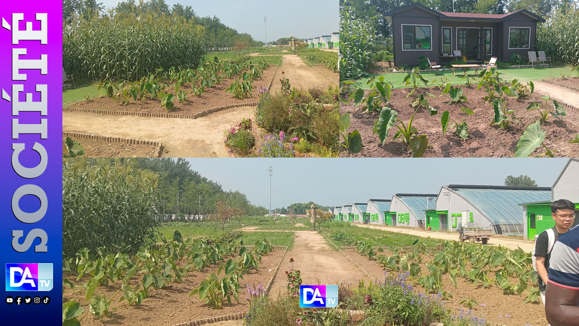 Chine / Immersion dans les serres futuristes de Yuyang Town : une autre idée de l’agriculture  connectée...