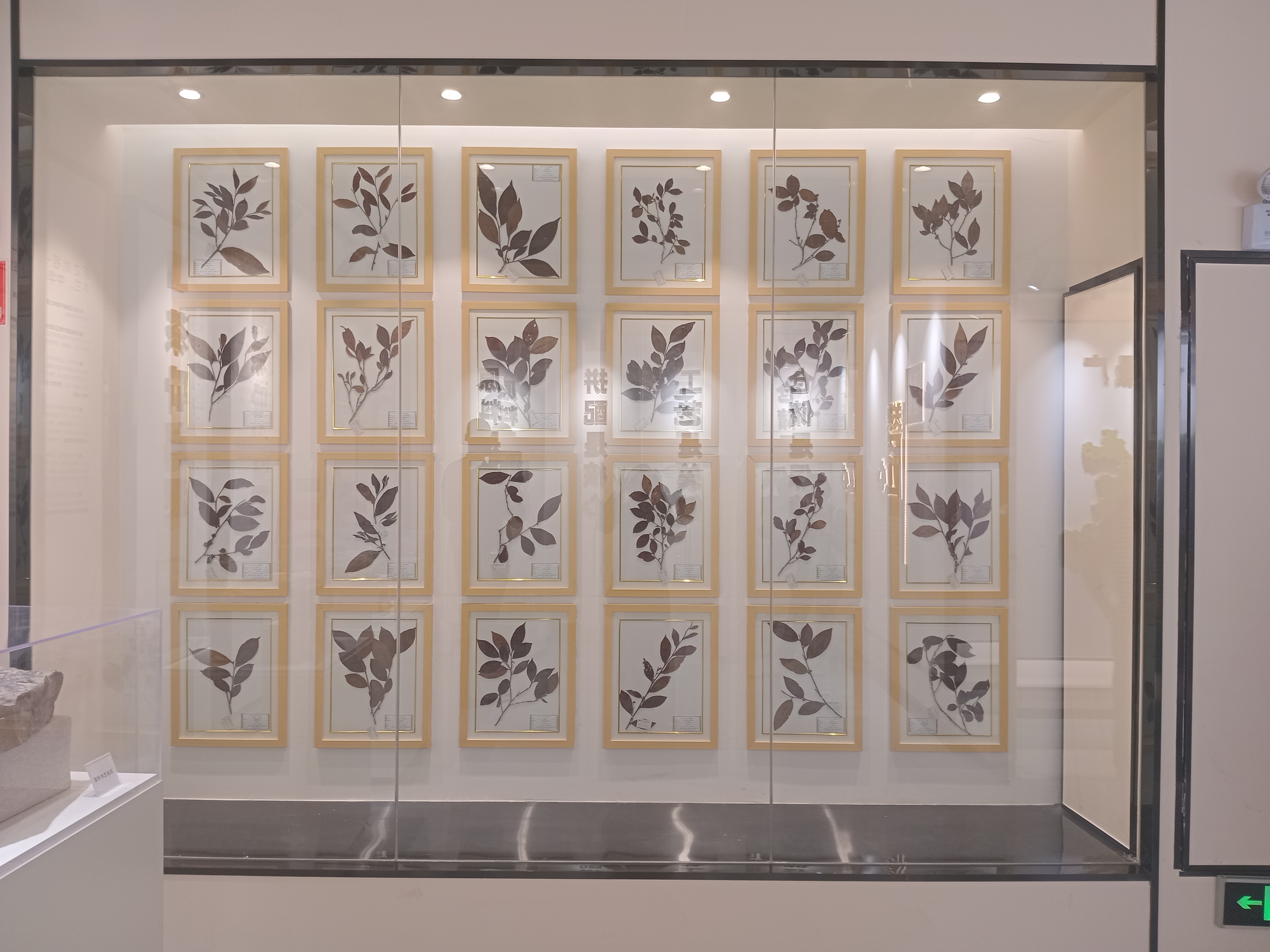 [Reportage] Thé chinois vs Ataya sénégalais : quand le thé transcende les frontières