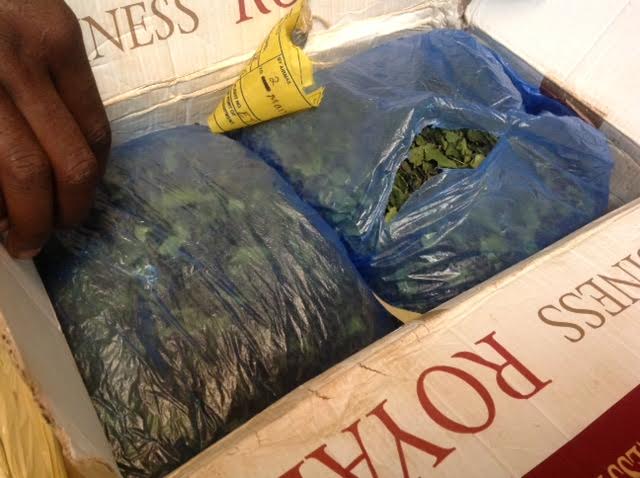 Dissimulé dans un paquet de poisson séché : Du cannabis sativa en provenance du Sénégal saisi par la Douane Kenyane