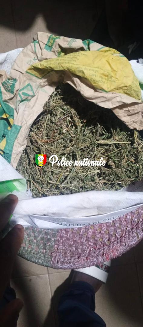 Kaolack : Arrestation d’un individu avec 2 kg de chanvre indien
