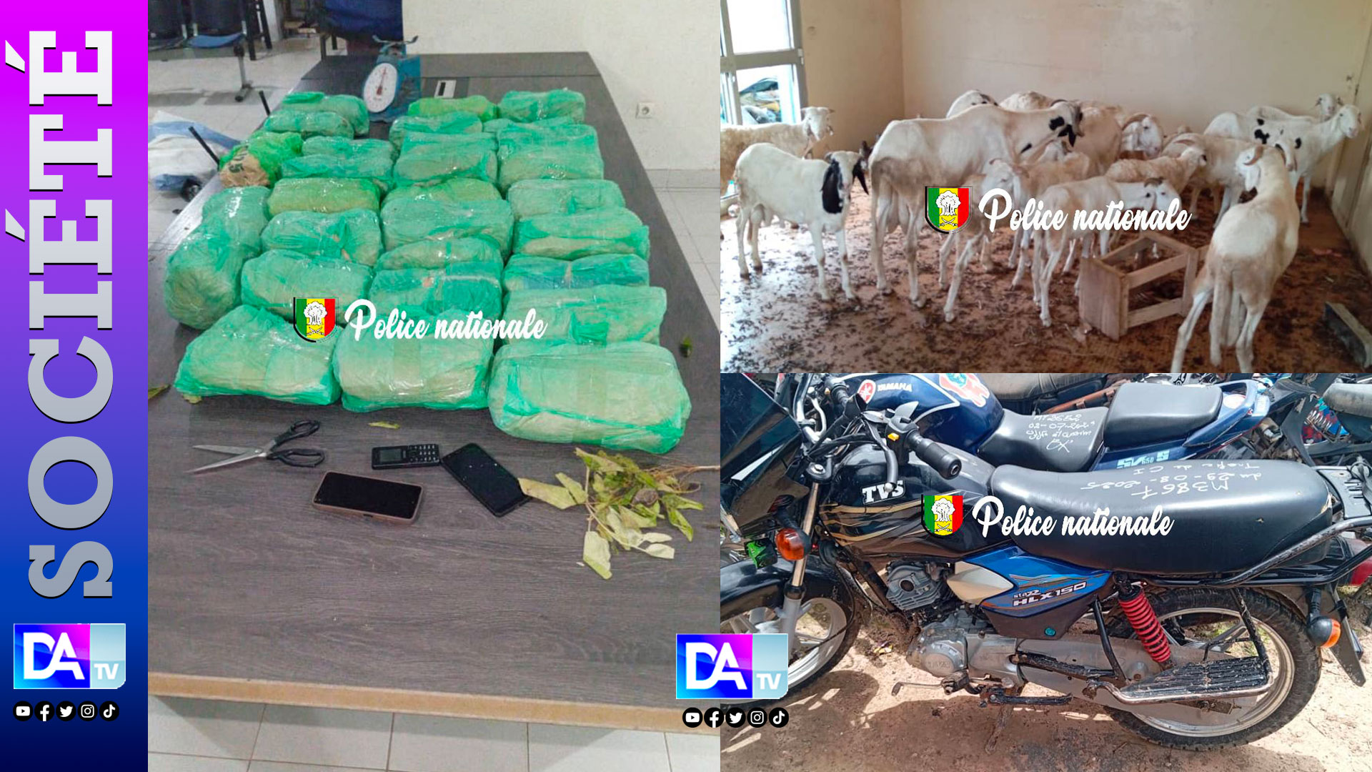 Thiaroye – 29 kg de chanvre indien, 15 moutons et plus d’1 million F CFA saisis : un réseau de drogue démantelé