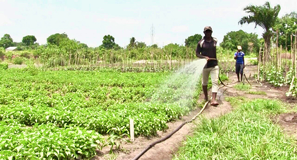 [ Contribution] Lettre ouverte au Président Bassirou Diomaye Diakhar Faye sur la face cachée de la crise de l’horticulture au Sénégal