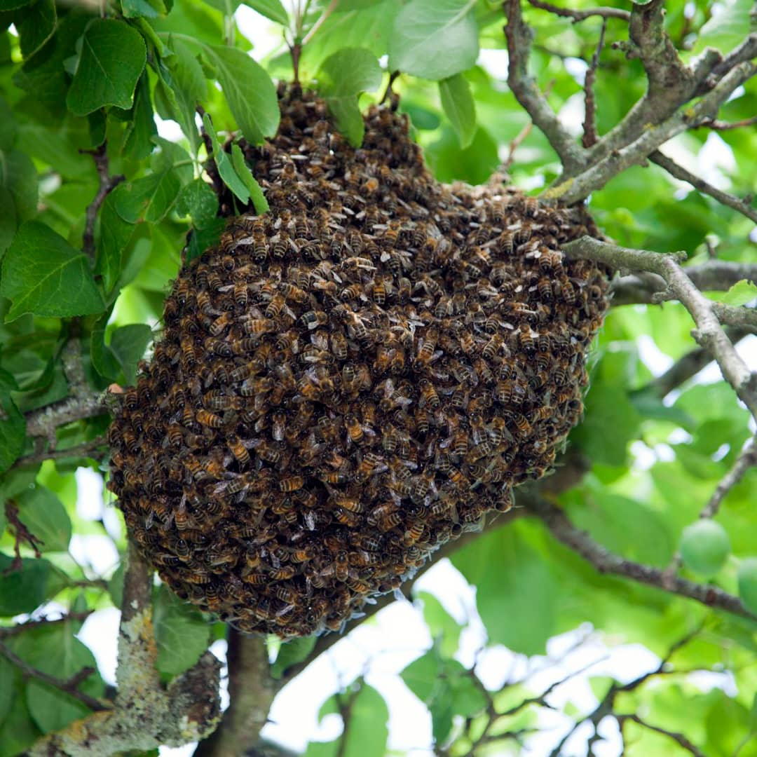 Makka Yob (Kaffrine) : Un essaim d'abeilles sème la terreur en faisant plusieurs victimes