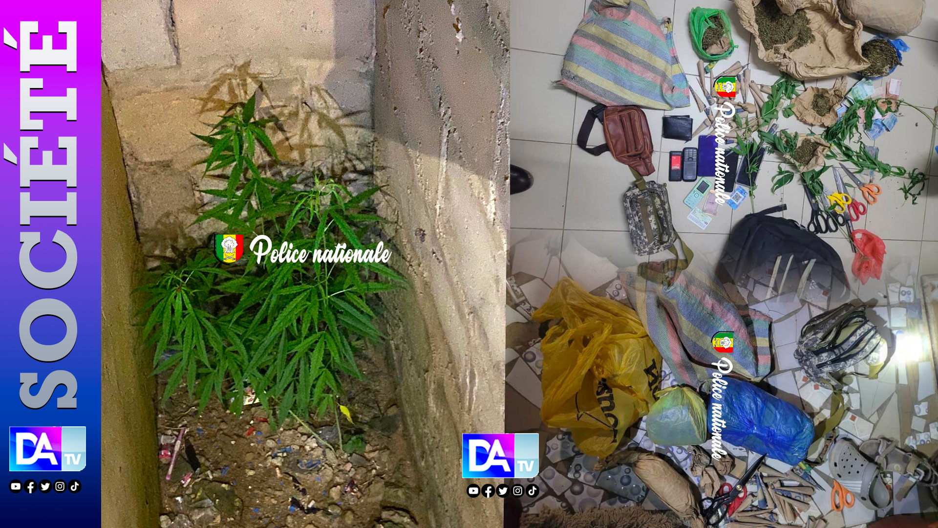 Tivaouane Peulh : La BRS de Dakar démantèle un réseau de chanvre indien en pleine culture