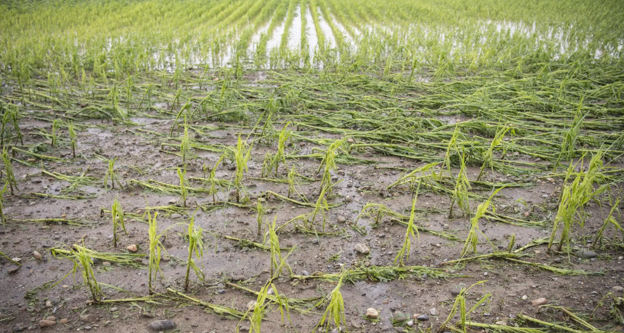 Pertes post-récoltes : Le Sénégal expérimente les « technologies appropriées »