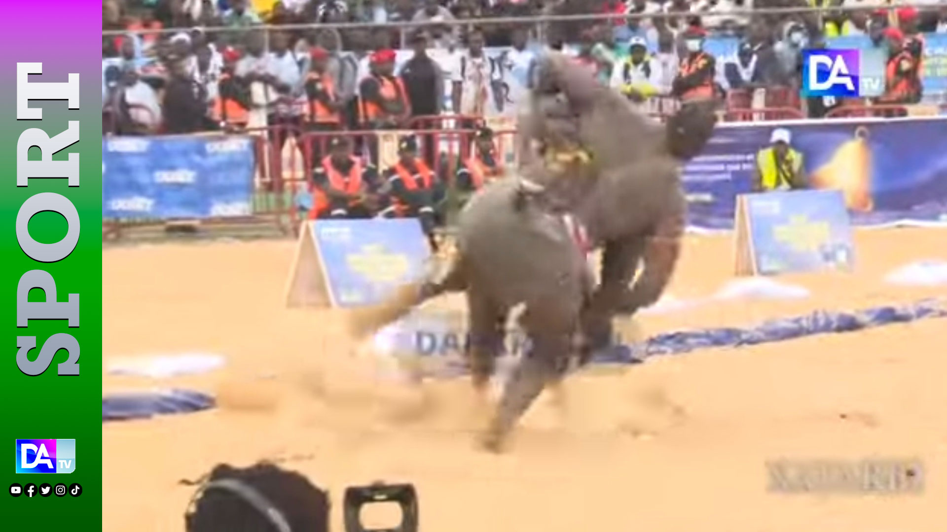 Tapha Tine balayé sans éclat : Franc impose sa loi avec sang froid et précision dans l’arène des jambar