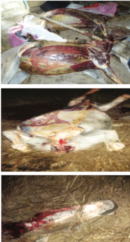 Consommation de viande d’âne : Risque de zoonose