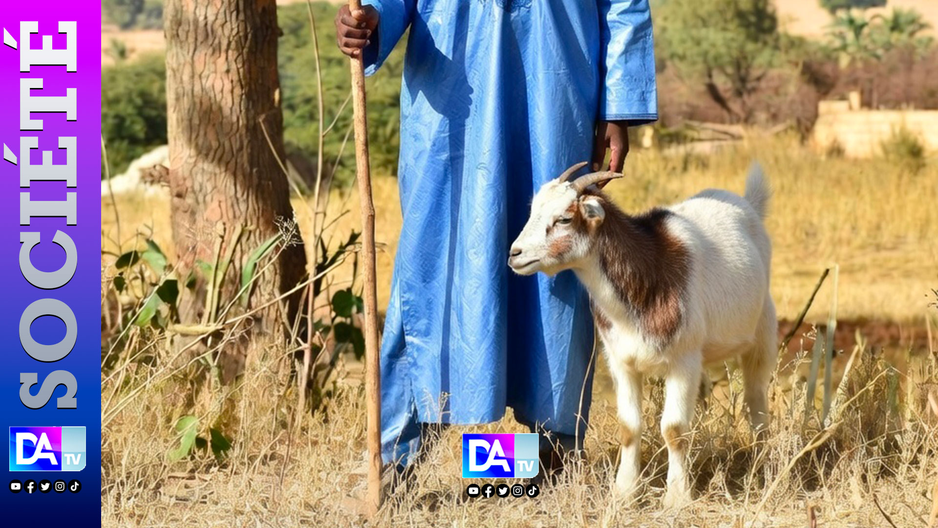 Violence familiale à Mbour : pour une chèvre, un berger insulte sa mère et menace de la tuer