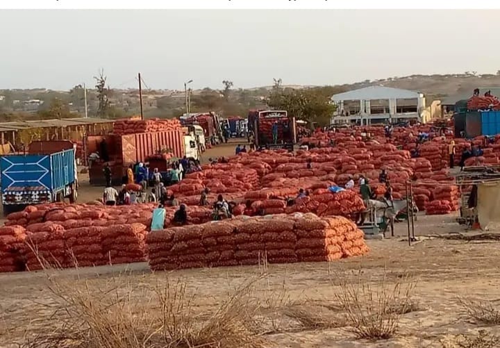 Marché de Potou : les producteurs d’oignon entre espoir et inquiétudes face à la concurrence