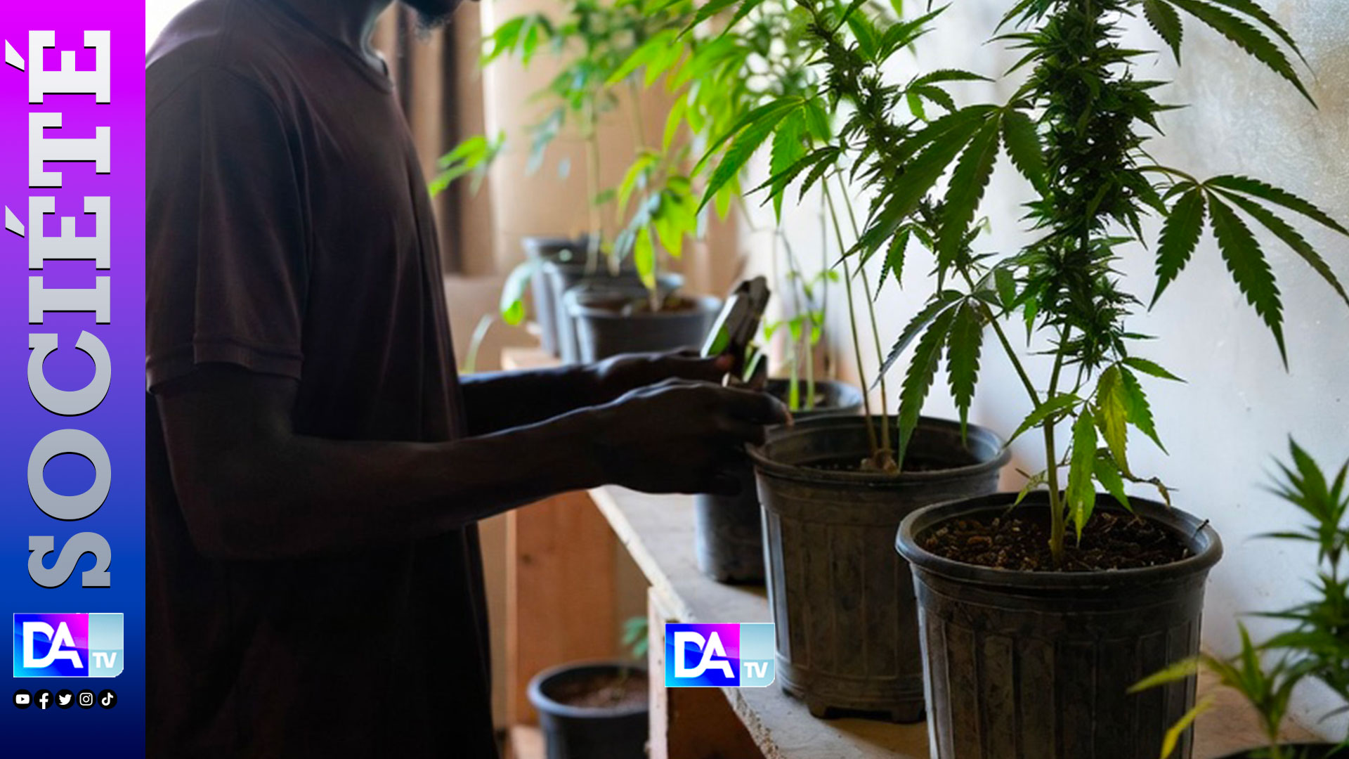 Thiès : il transformait son appartement en mini-plantation de Yamba…pour “se soigner”…“C’était pour ma consommation… et ma santé”