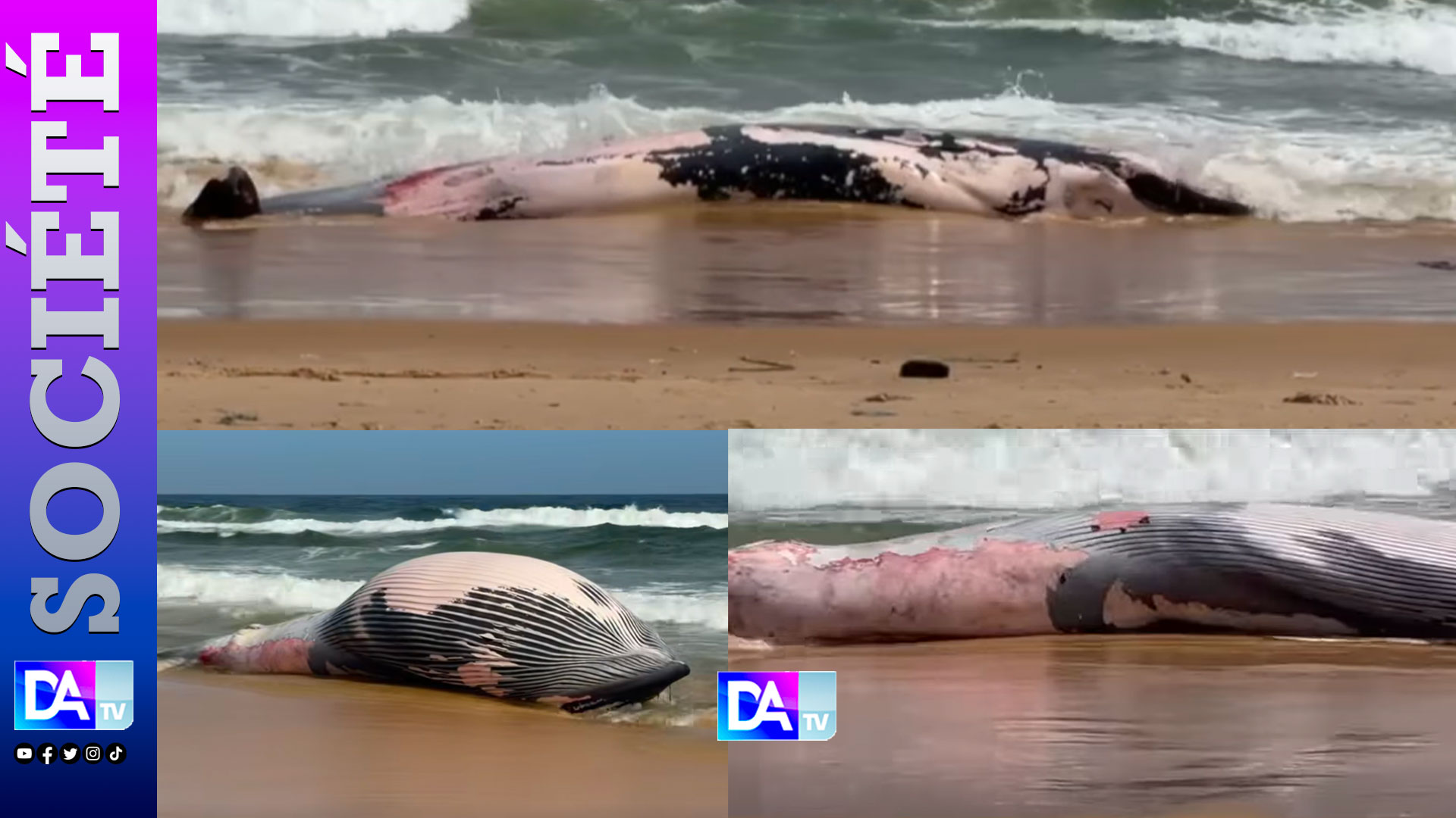 Guédiawaye : une baleine à bosse échoue sur la plage en face du Tribunal