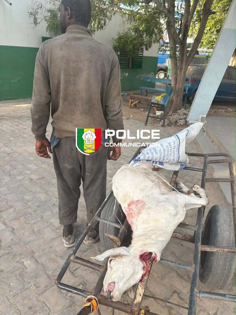 Médina : un homme arrêté pour avoir tenté de vendre la viande d’un mouton en état de décomposition