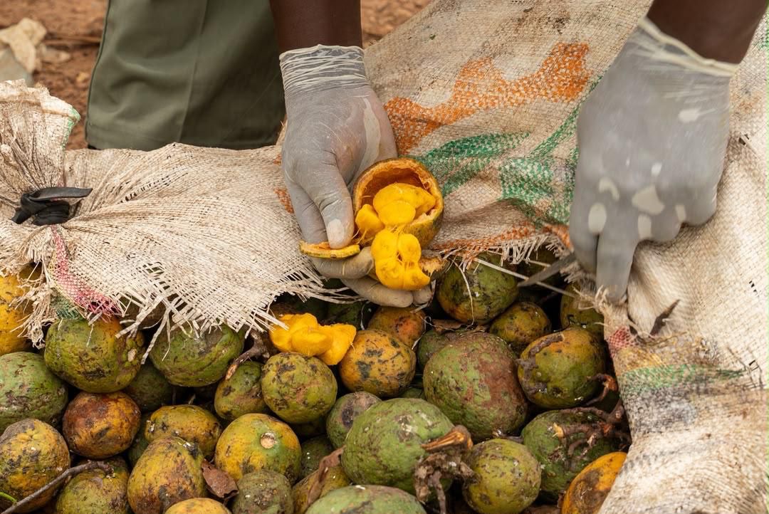 Trafic de drogue : La Brigade des Douanes de Koumpentoum saisit 970,6 kg de cocaïne pure évalués à 58 milliards CFA