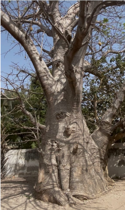 [ Images] Mbind Diogoye : la maison qui aurait inspiré le lion et l’étoile du Sénégal en quête de sauvegarde