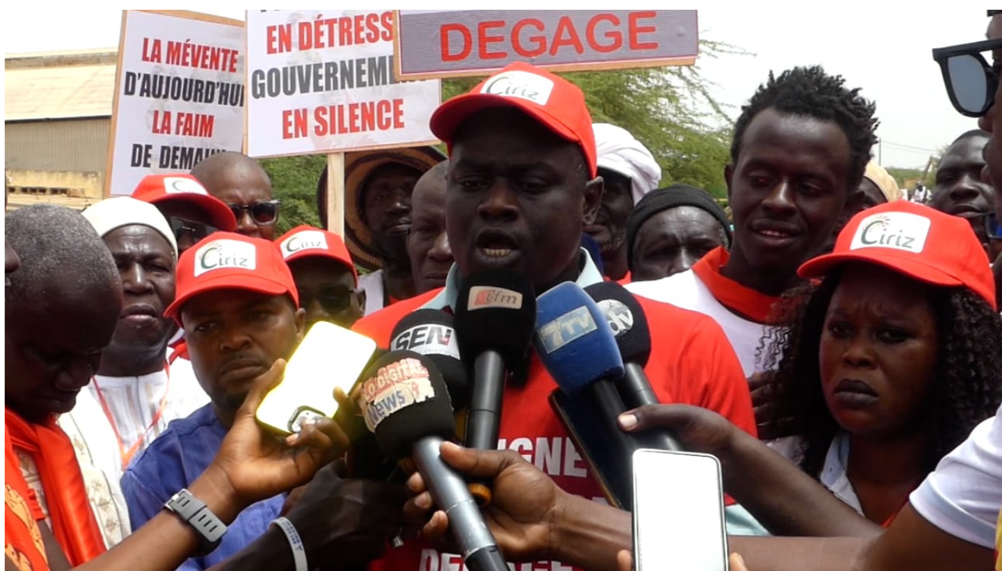 Saint-Louis : Mévente dans la filière riz, les producteurs de la vallée réclament le départ du ministre Serigne Gueye Diop