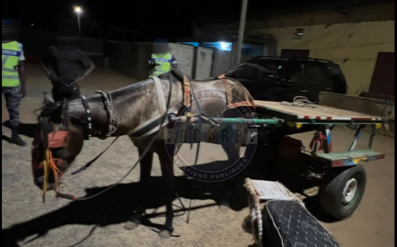 Lutte contre le trafic de drogue : 360 Kg de chanvre indien saisis à Joal