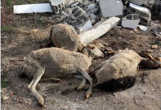HLM 6 : un homme arrêté pour abattage  et vente de brochettes préparées à partir de cadavres de moutons