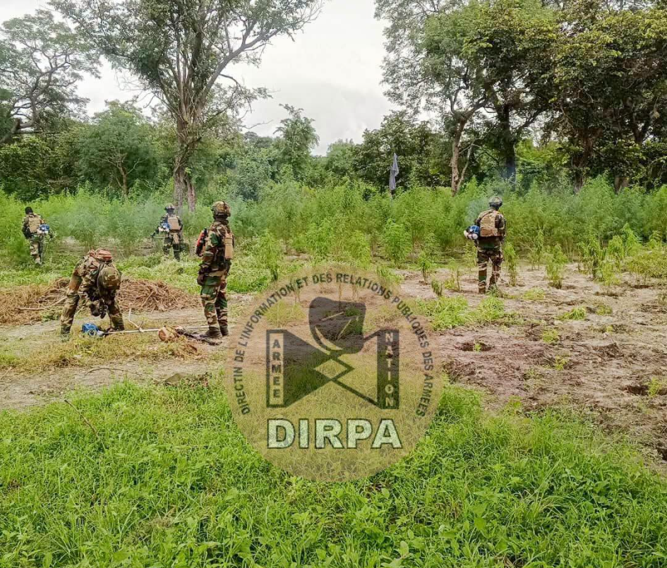 Nord Sindian : l'Armée détruit sept champs de chanvre indien détruits et interpelle deux individus