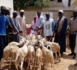 Remise de 207 moutons à des familles démunies : l’appui de HAI sollicité aussi pour les veuves d’hommes de tenue