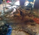Criminalité faunique : Un trafiquant arrêté à Kaolack avec une grande quantité de contrebande de peaux de lion et autres espèces rares