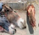 Révélations de l’ordre des vétérinaires : Plus de 800 ânes ont été abattus en un mois