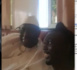 TOUBA / Focus sur Serigne Ahma -  Le Mbacké-Mbacké ami personnel de Pipo Inzaghi et homme de confiance du Khalife