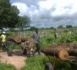 Trafic vers la Gambie : 24 troncs de bois de venn et 17 charrettes saisis