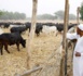 Le président nigérian Muhammadu Buhari en visite dans sa ferme à Duara.