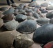 Criminalité faunique : Saisie de 41 carapaces de tortues vertes à  Mbour