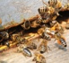 SAM-Kaolack : Les populations attaquées par un essaim d'abeilles