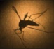Fatick : un autre cas de dengue découvert
