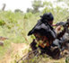 Un militaire tué par une mine en Casamance
