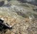 L'Otan ouvre une enquête sur le crash d'un hélicoptère en Afghanistan