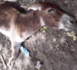 Linguère : La grippe équine tue 408 ânes