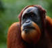 Un orang-outan prié d'arrêter de fumer (vidéo)