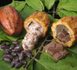 2012: Envolée des prix du cacao, du jus d'orange, des céréales, du soja, du café, de l'huile de palme, du coton... 
