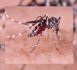 Kaffrine : 8 cas de dengue enregistrés