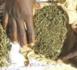 MBOUR : La brigade régionale des stupéfiants alpague un trafiquant avec 6kg de chanvre indien