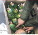 AIBD- CRIMINALITÉ FAUNIQUE : Un Algérien voulait exporter frauduleusement 131 perroquets