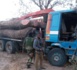 Trafic de bois de vène : 300.000 tonnes exportées depuis l’arrivée de Barrow ; le ministre de l’environnement Gambien mouillé (BBC)