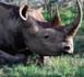Le kilogramme de corne de rhinocéros vaut vingt millions de francs cfa au marché noir.