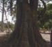 La forêt qui abritait les réunions du Mfdc