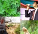 L'artémisia : Le combat d'une plante antipaludique proposée en rempart contre le COVID-19