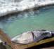 Une baleine retrouvée dans une piscine  (VIDEO)