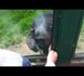 Un singe demande qu'on l'aide à s'évader d'un zoo (VIDEO)