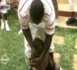 Lamine Samba a peur des chiens de Eumeu Séne (VIDEO)