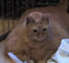 Le chat le plus gros du monde est mort... encore